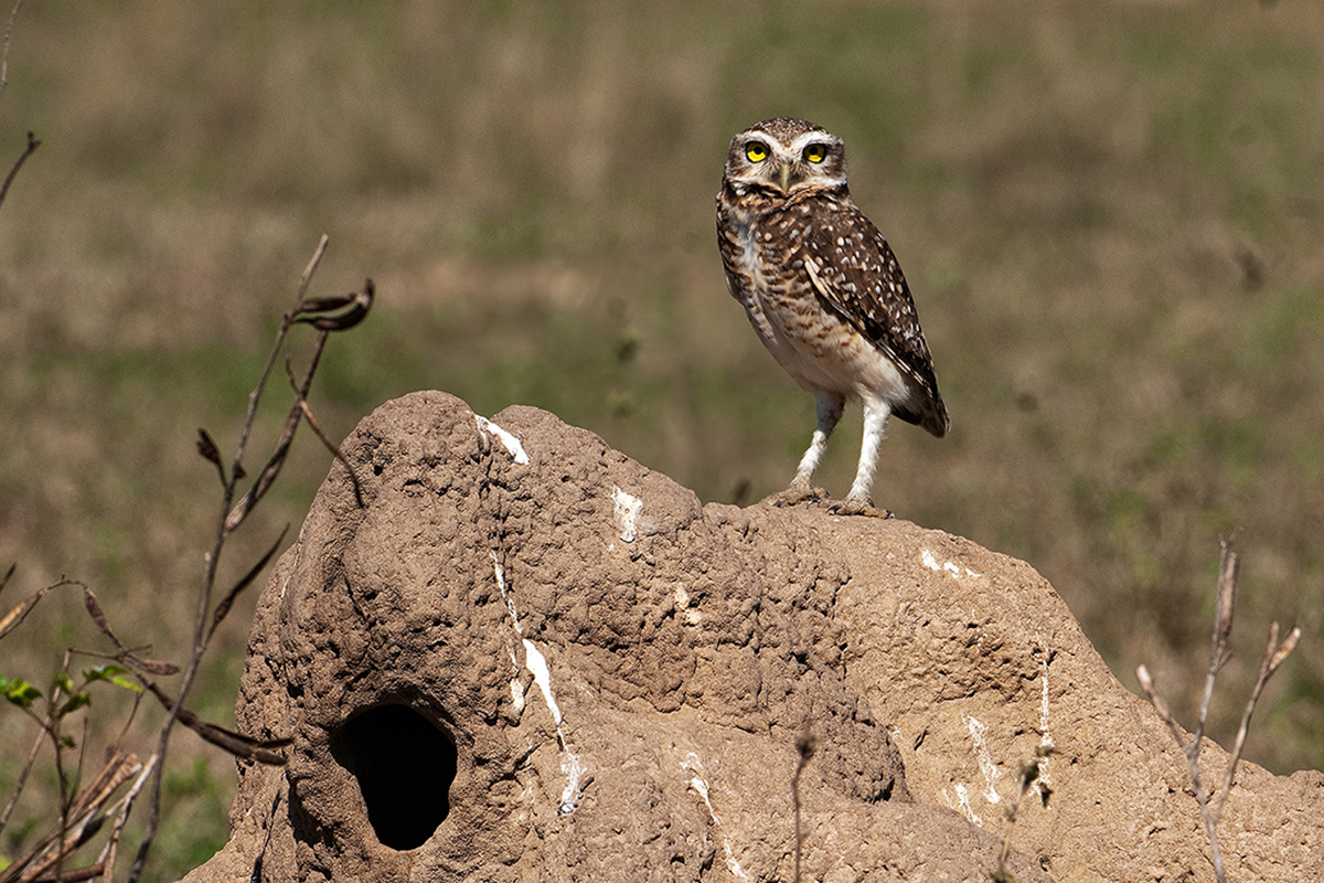 <p><strong>Burrowing owl</strong> Pantanal, Brazil</p>