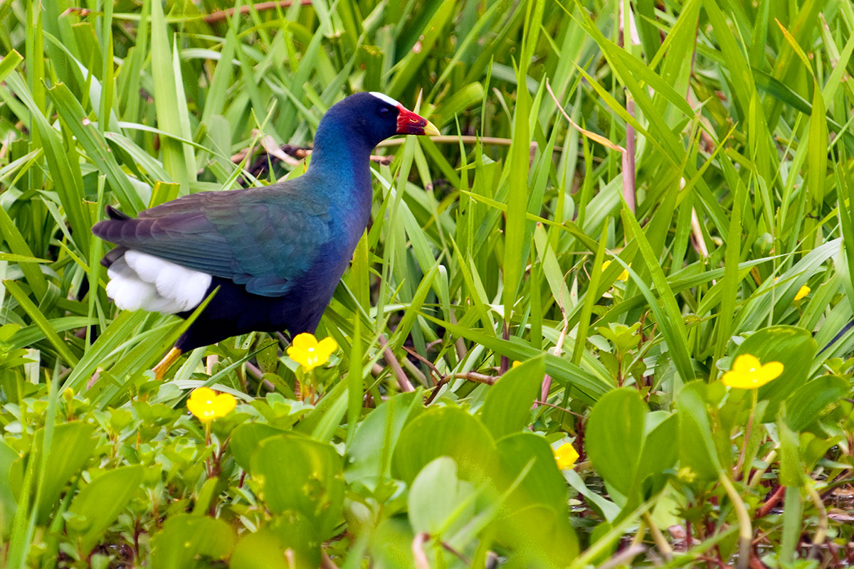 <p><strong>Purple gallinule</strong> Llanos, Venezuela</p>