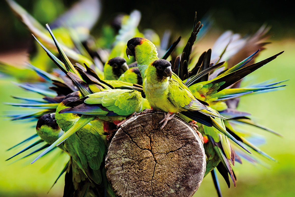 <p><strong>Aratinga černohlavý</strong> Pantanal, Brazílie</p>