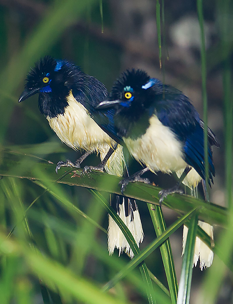 <p><strong>Plush-crested jay</strong> Pantanal, Brazil</p>