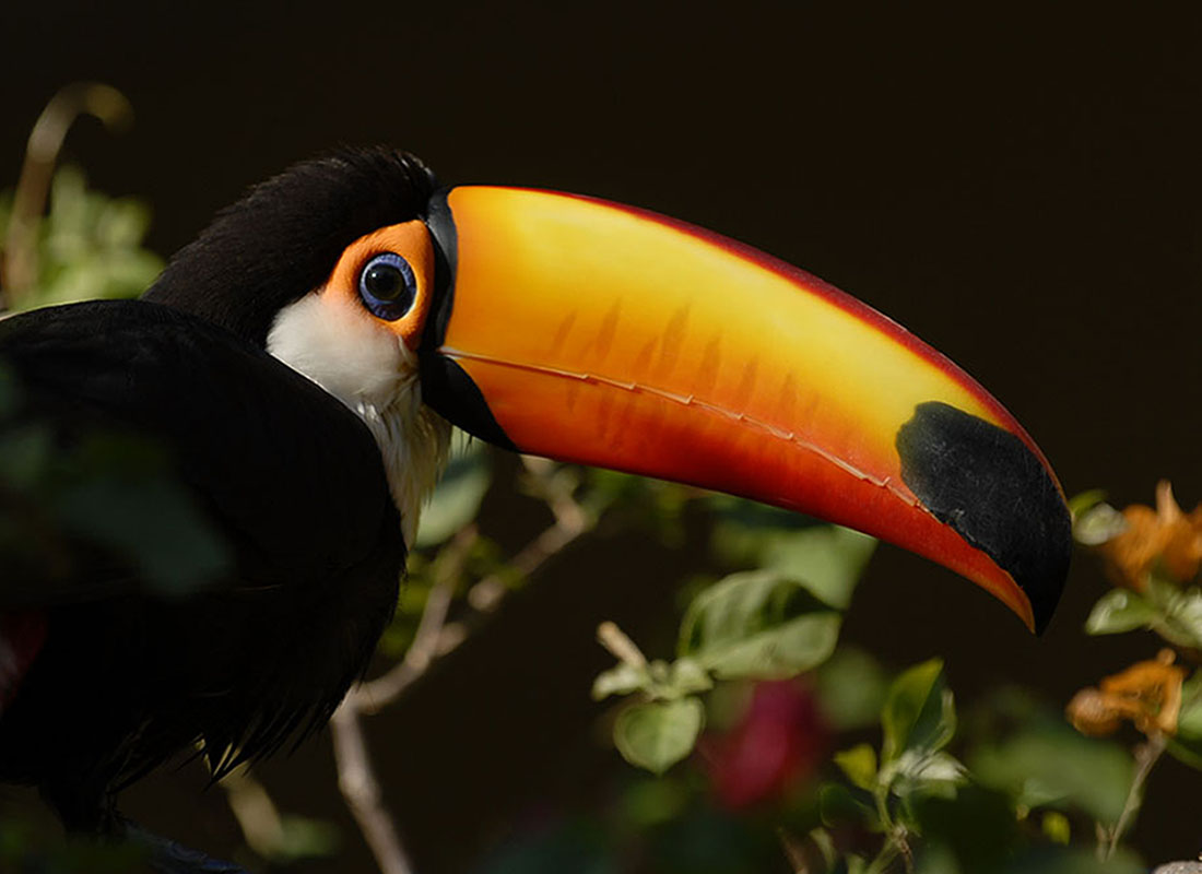 <p><strong>Toco toucan</strong> Chaco, Bolivia (c)</p>