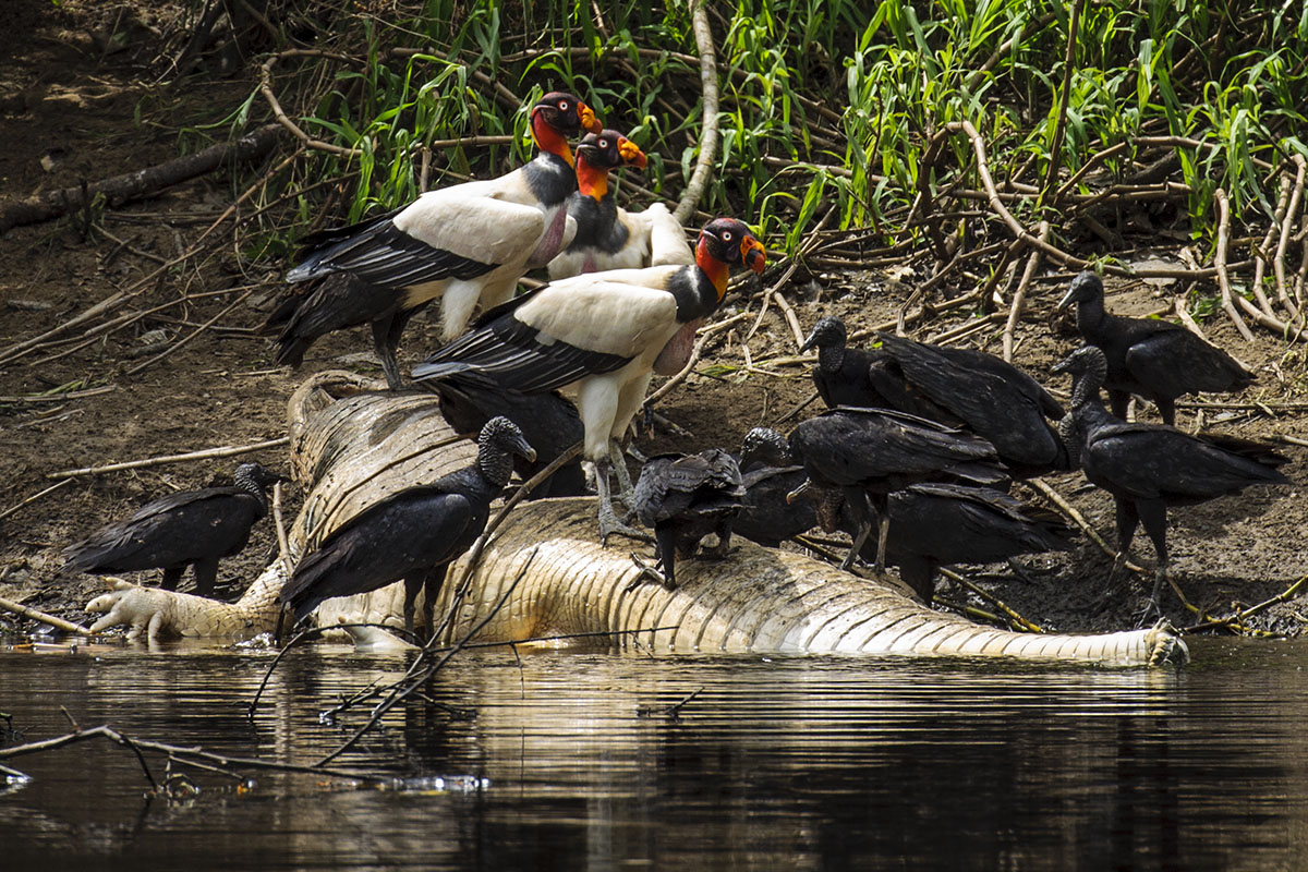 <p><strong>King vulture</strong> Pacaya Samiria, Peru</p>