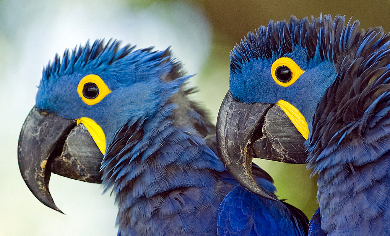 <p><strong>Ara hyacintový</strong> Pantanal, Brazílie</p>