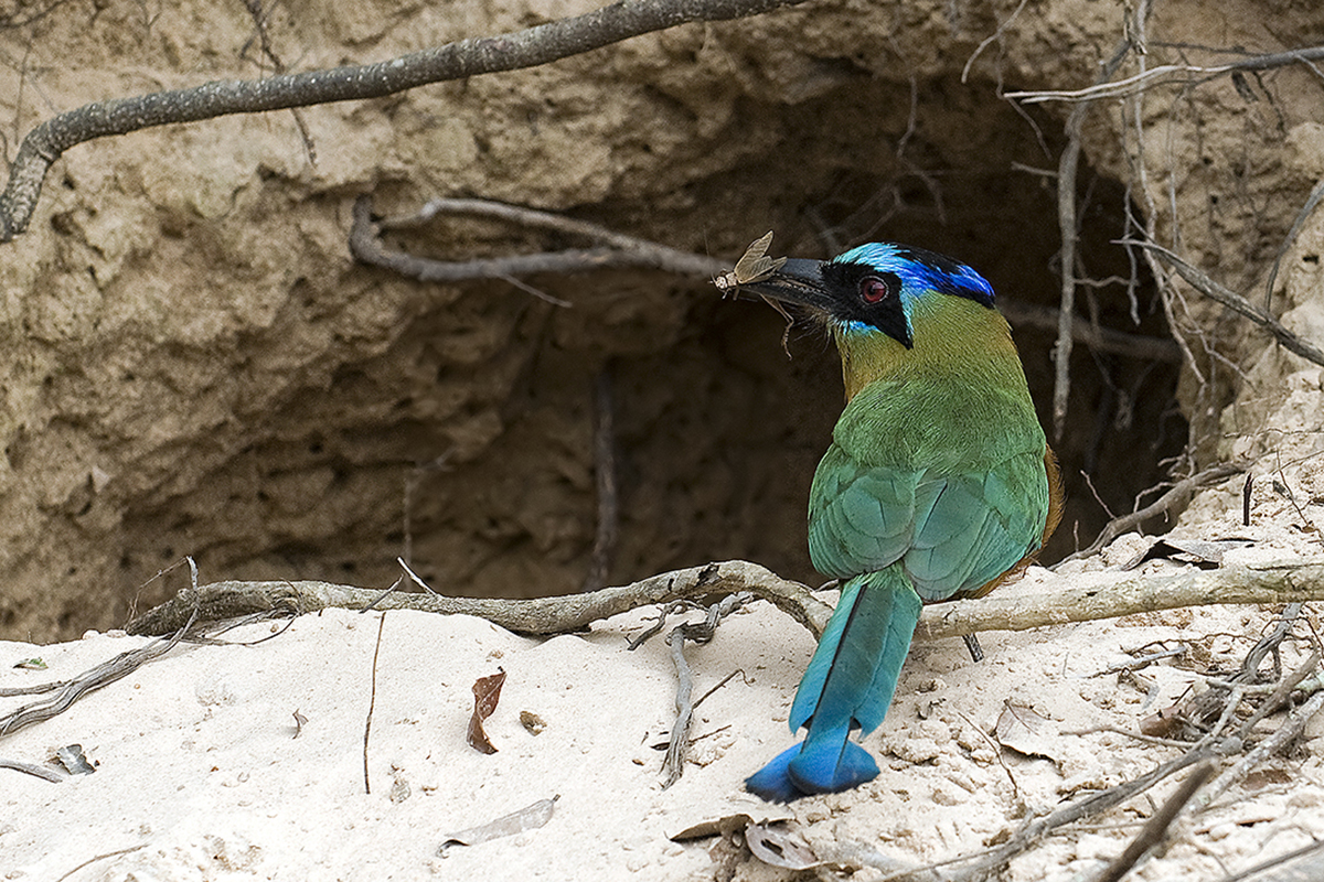 <p><strong>Momot černolící</strong> Pantanal, Brazílie</p>