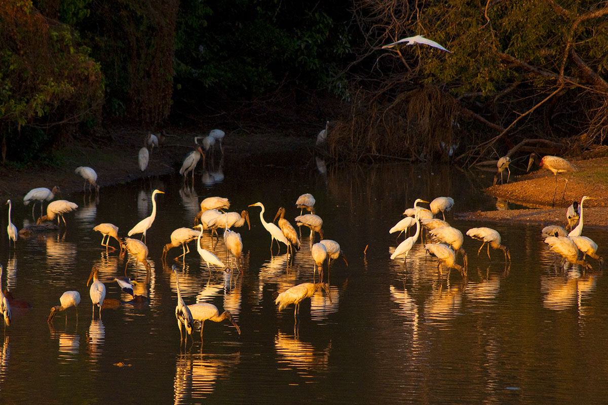 <p><strong>Wading birds</strong> Llanos, Venezuela</p>