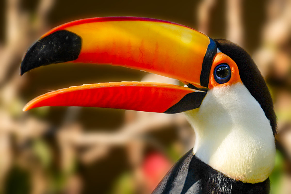 <p><strong>Toco toucan</strong> Pantanal, Brazil</p>