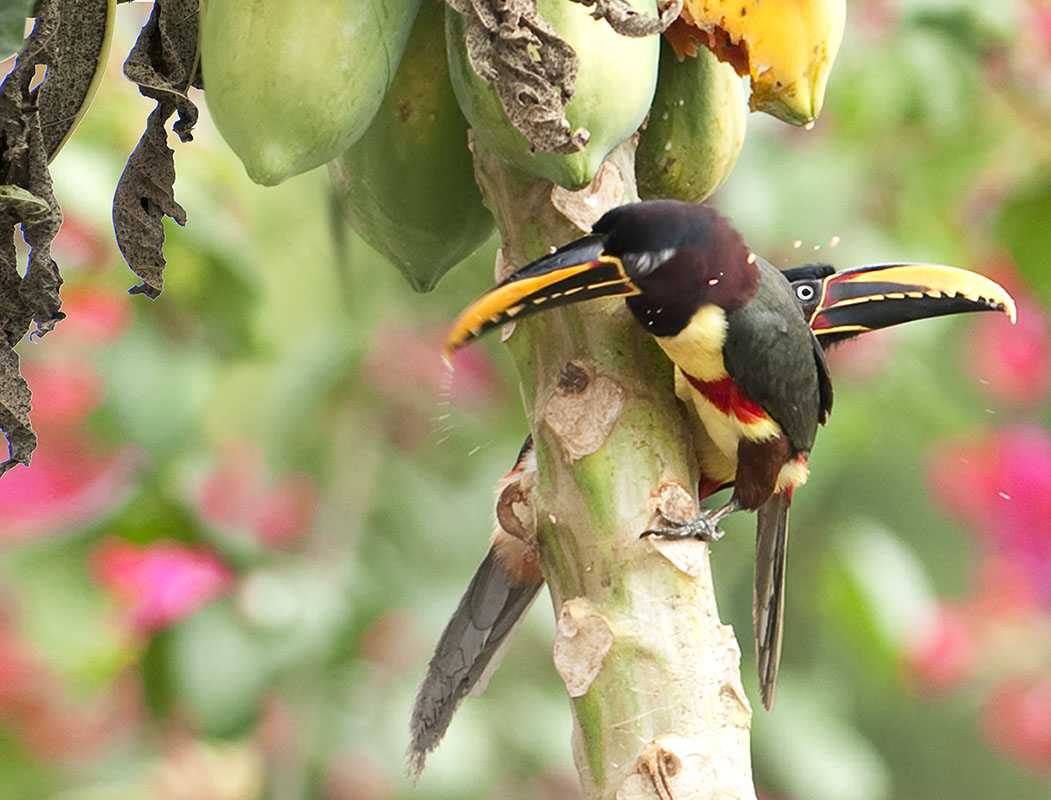 <p><strong>Chestnut-eared aracari</strong> Pantanal, Brazil</p>