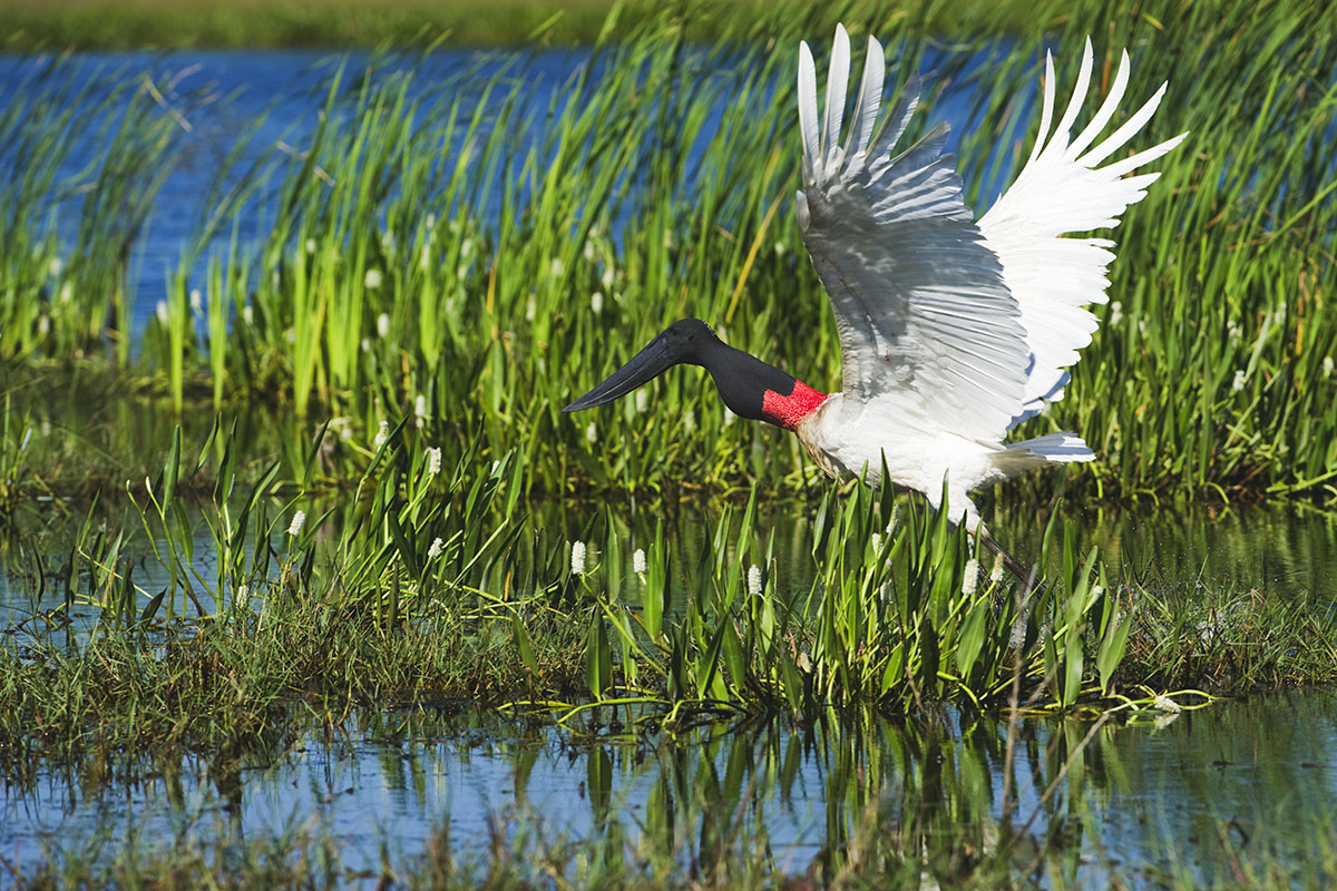 <p><strong>Jabiru</strong> Pantanal, Brazil</p>