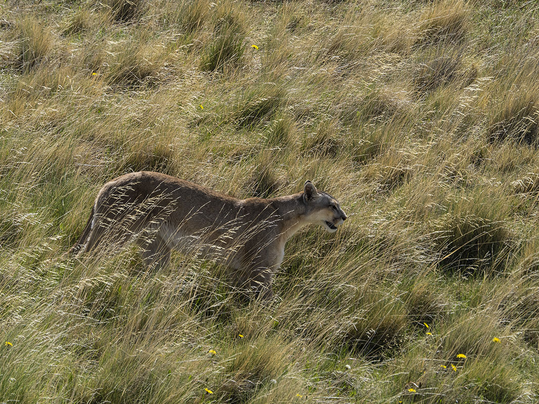 <p>Dospělá puma.</p>