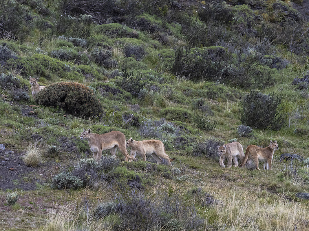 <p>Mother with cubs.</p>