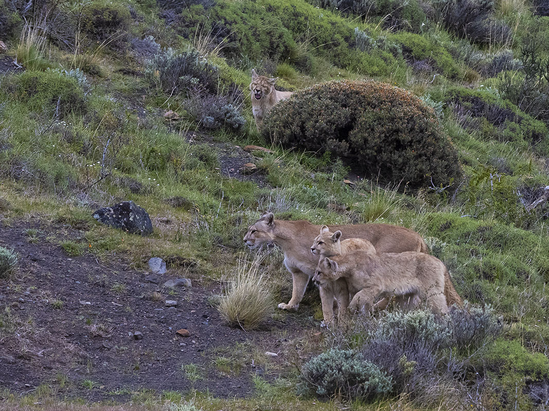 <p>Mother with cubs.</p>