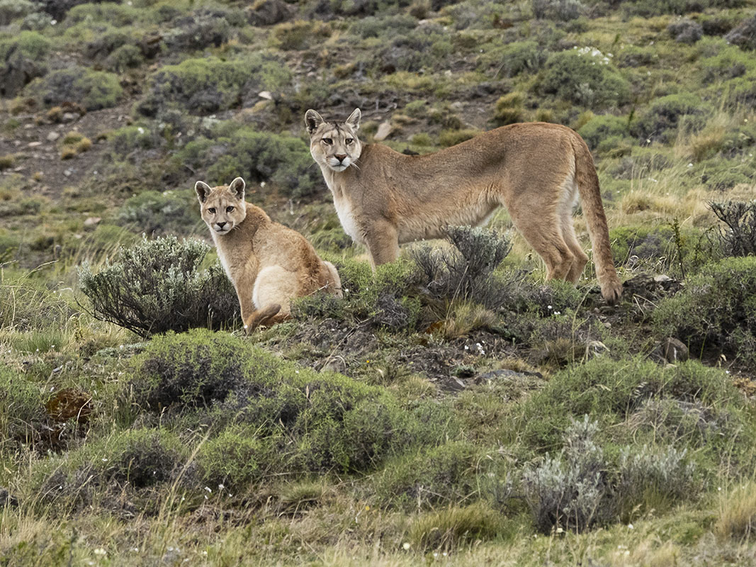 <p>Mother with cub.</p>