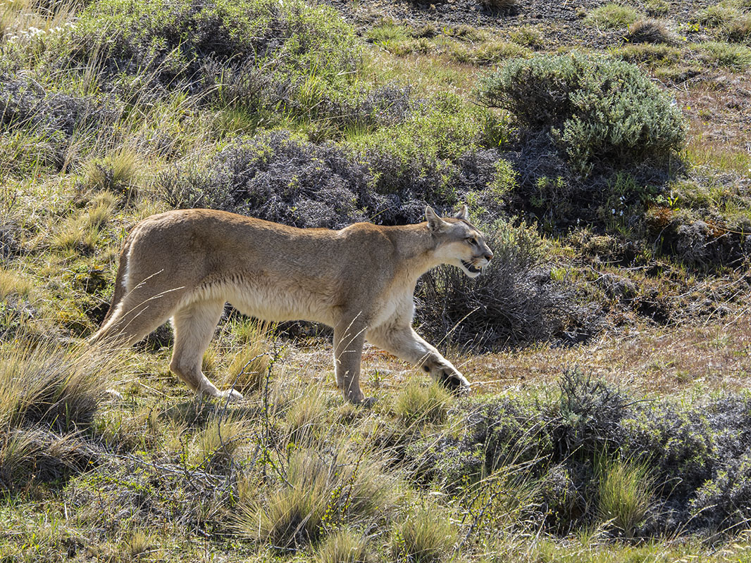 <p>Dospělá puma.</p>