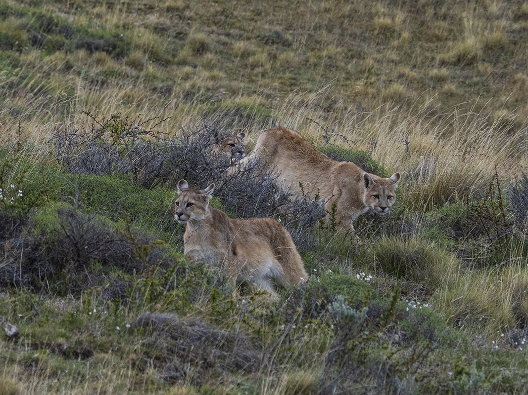 <p>Cubs.</p>