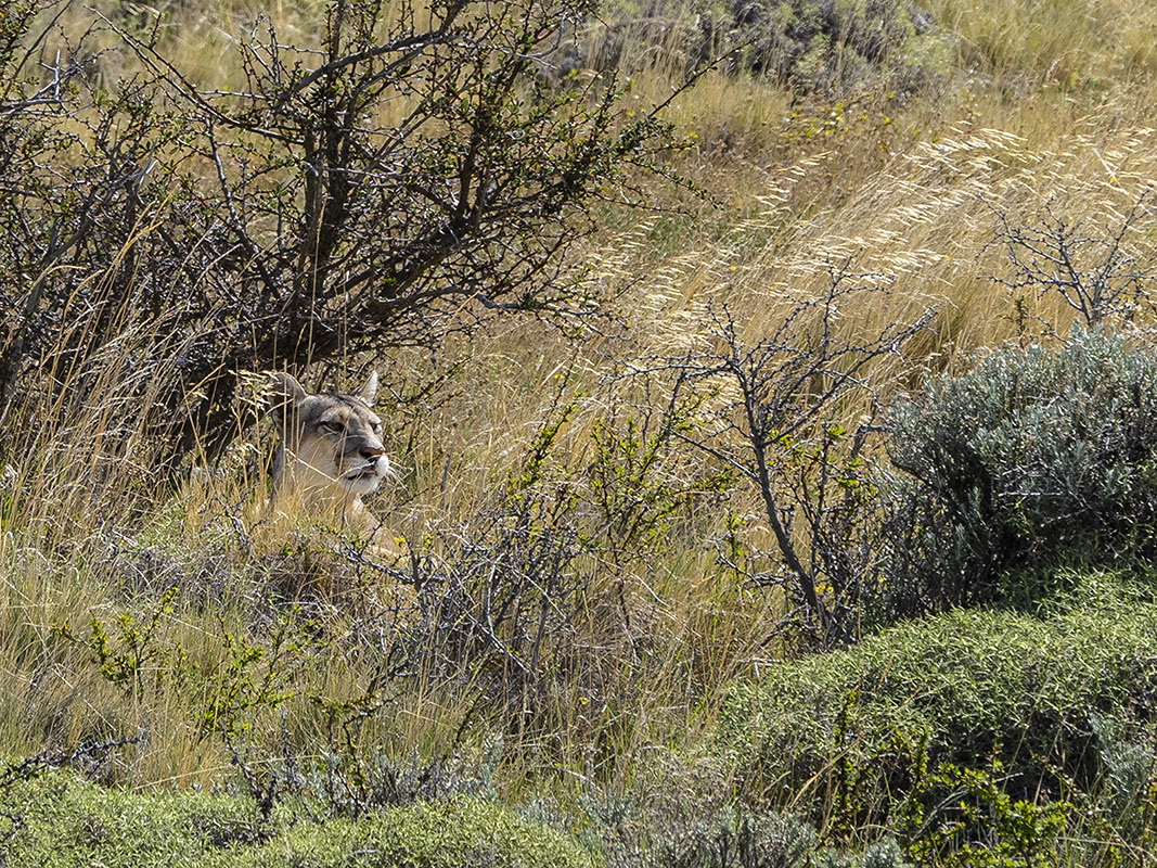 <p>Puma (Puma concolor), NP Torres del Paine, Chile. </p>