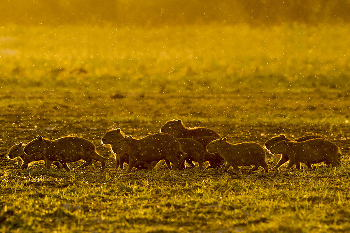 <p><strong>Kapybary</strong> Llanos, Venezuela</p>