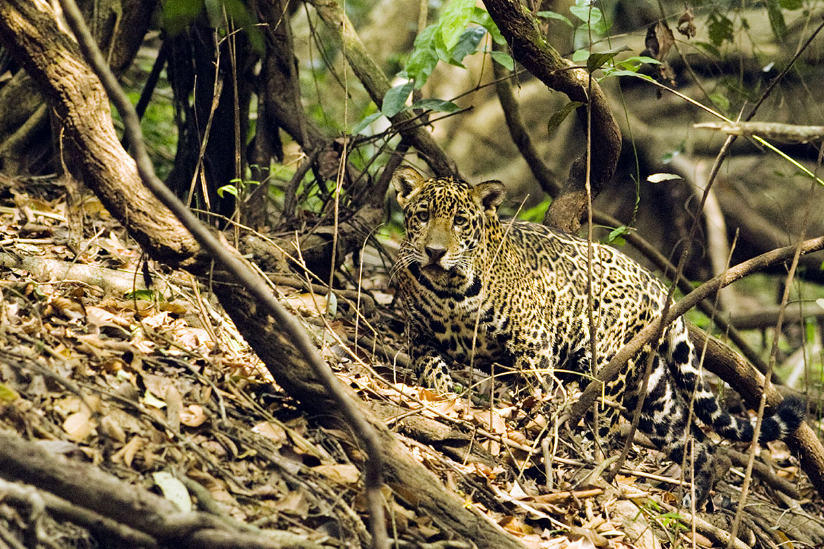 <p><strong>Mladá jaguářice</strong> (v análech new yorské nadace PANTHERA vedená jako Radana) Pantanal, Brazílie</p>