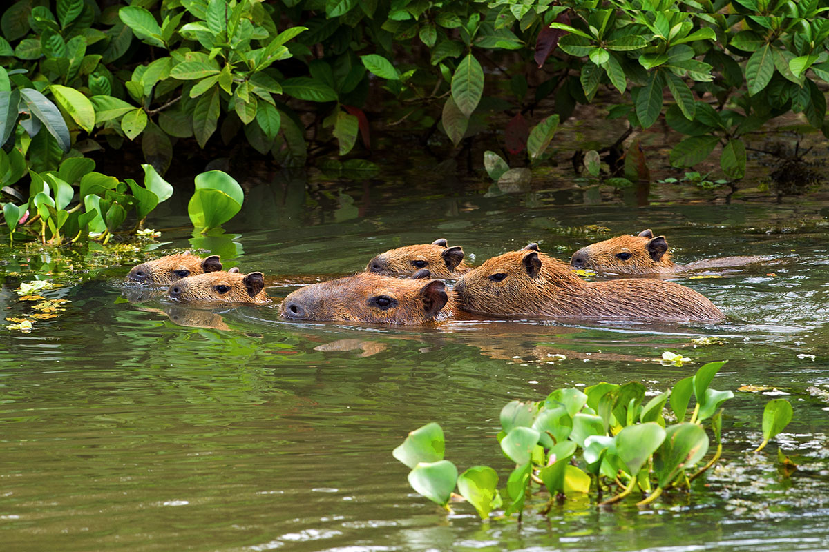 <p><strong>Kapybary</strong> Pantanal, Brazílie</p>