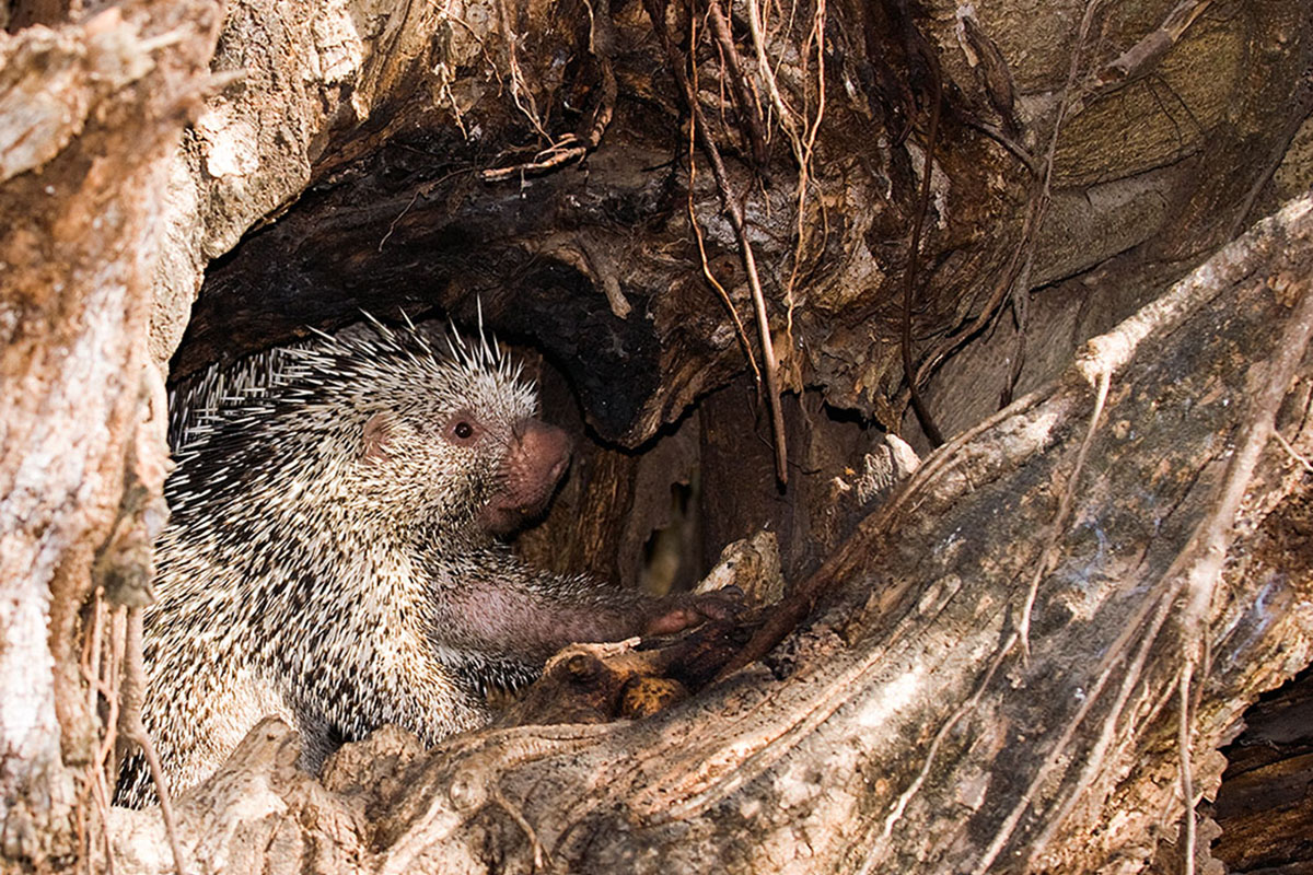 <p><strong>Brazilian porcupine</strong> Llanos, Venezuela</p>