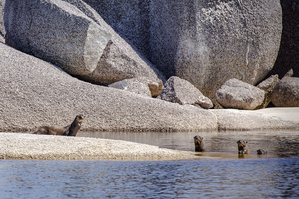 <p><strong>Giant Otters</strong> Rio Atabapo, Venezuela</p>