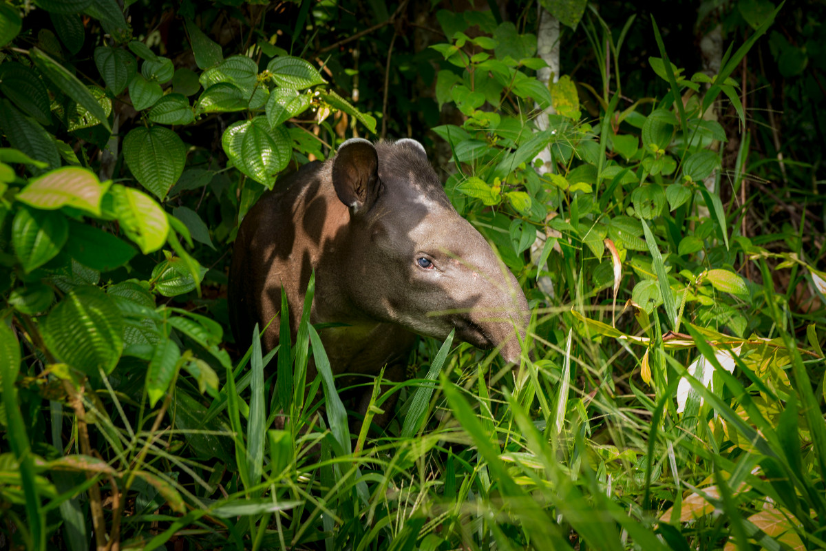 <p><strong>Tapir</strong> Yasuní, Ecuador</p>