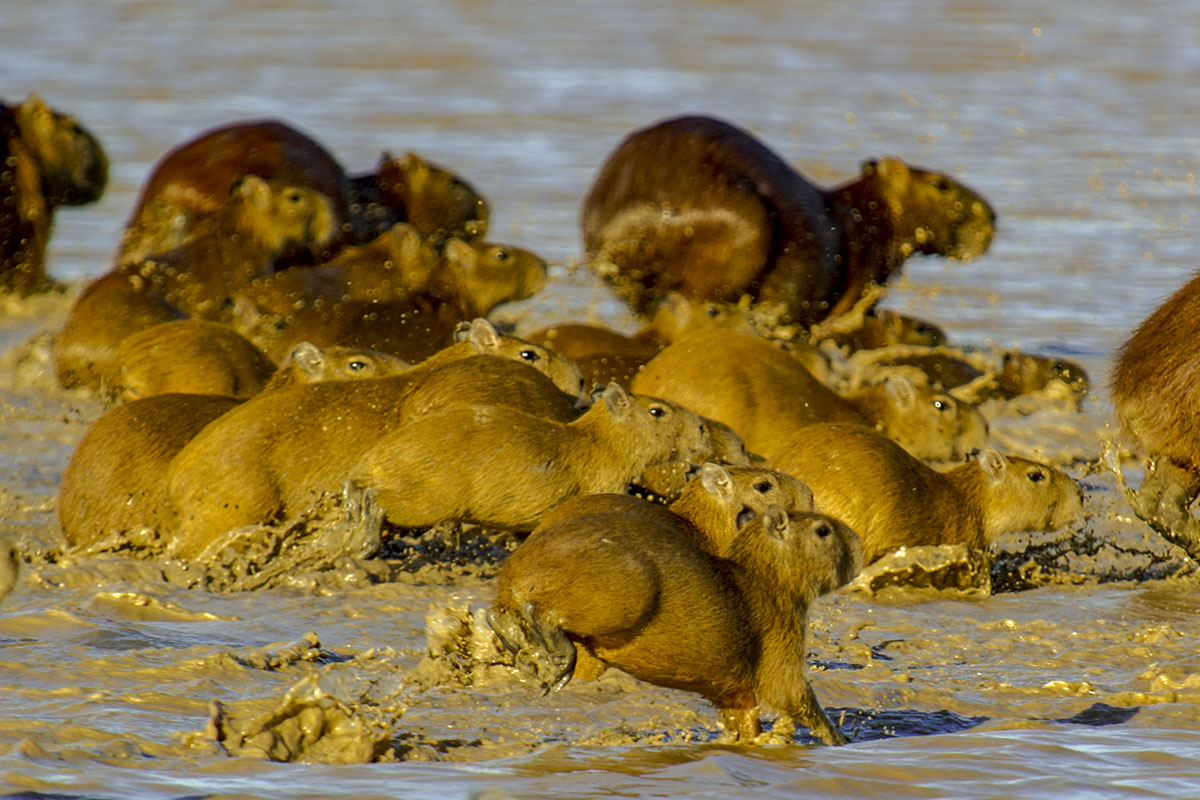 <p><strong>Capybaras</strong> Llanos, Venezuela</p>