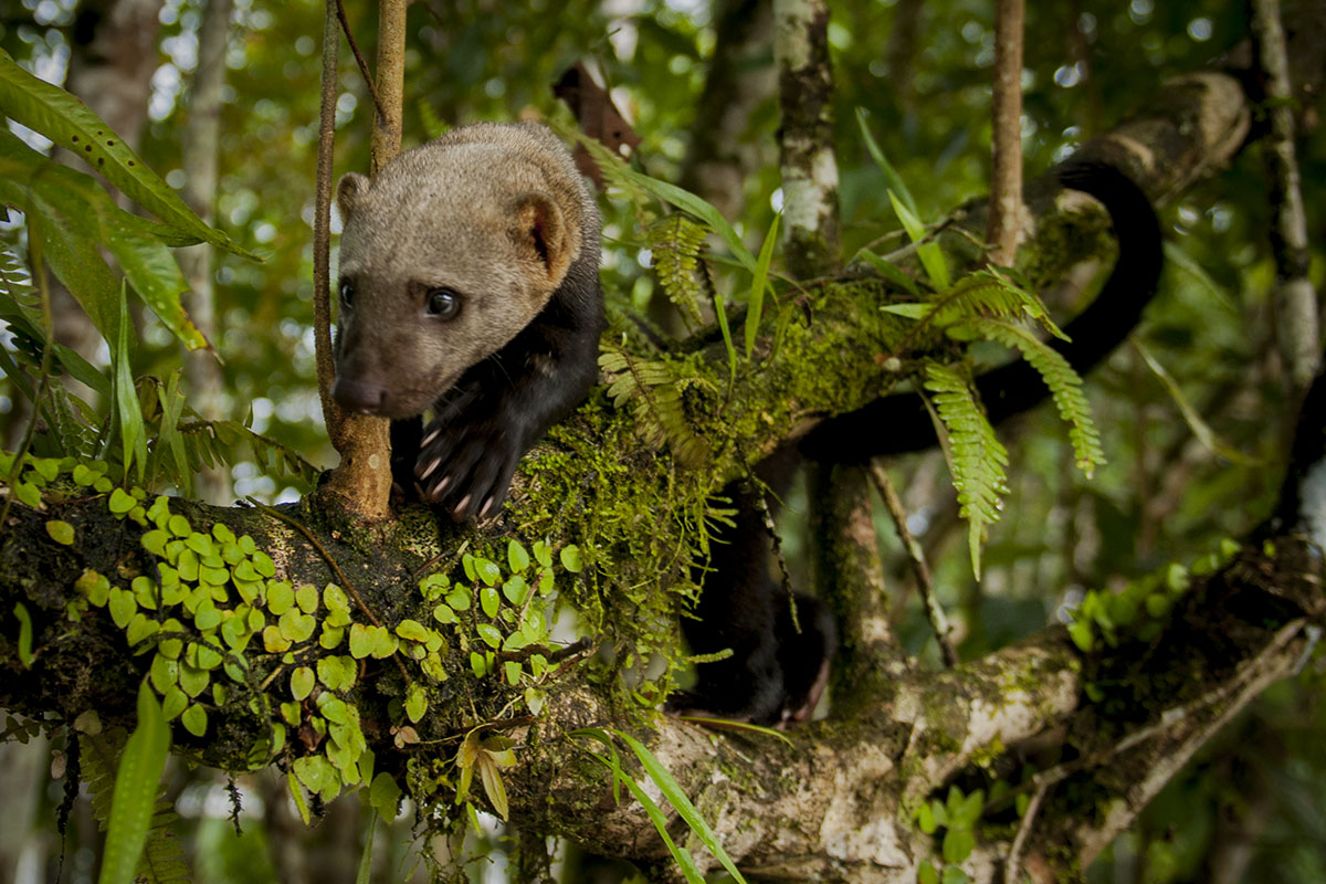 <p><strong>Tayra</strong> Yasuní, Ekvádor (c)</p>