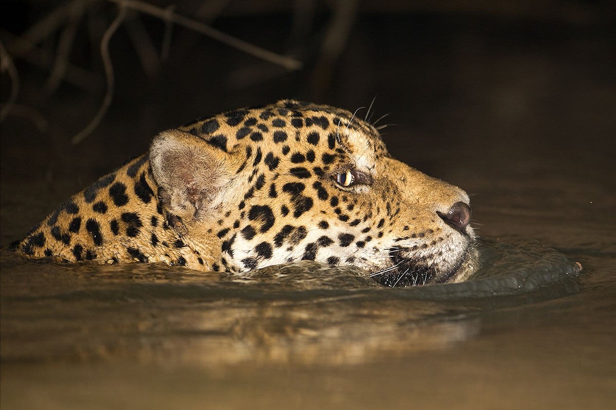 <p><strong>Jaguar</strong> Pantanal, Brazil</p>