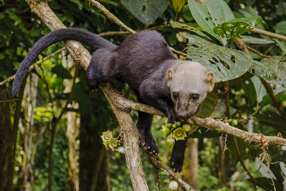 <p><strong>Tayra</strong> Yasuní, Ecuador (c)</p>