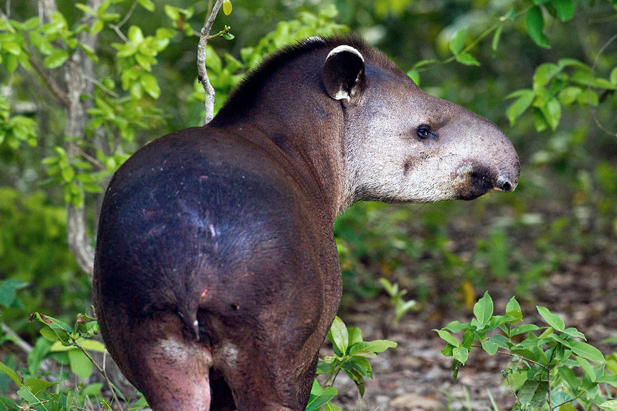 <p><strong>Tapir</strong> Pantanal, Brazil</p>