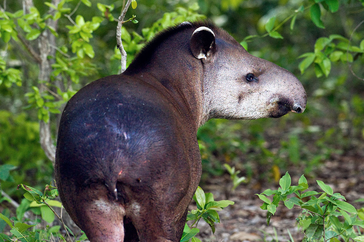 <p><strong>Tapír</strong> Pantanal, Brazílie</p>