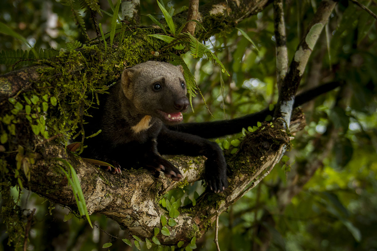 <p><strong>Tayra</strong> Yasuní, Ekvádor (c)</p>