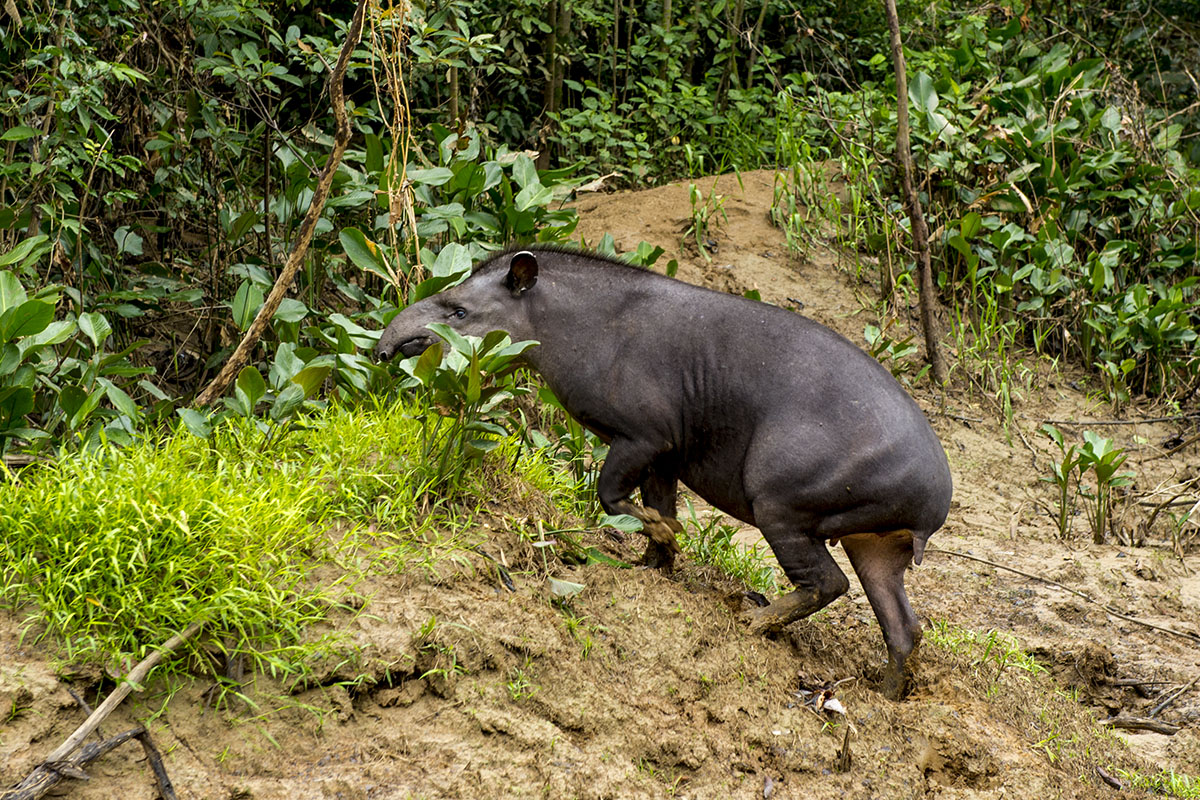 <p><strong>Tapir</strong> Yasuní, Ecuador</p>