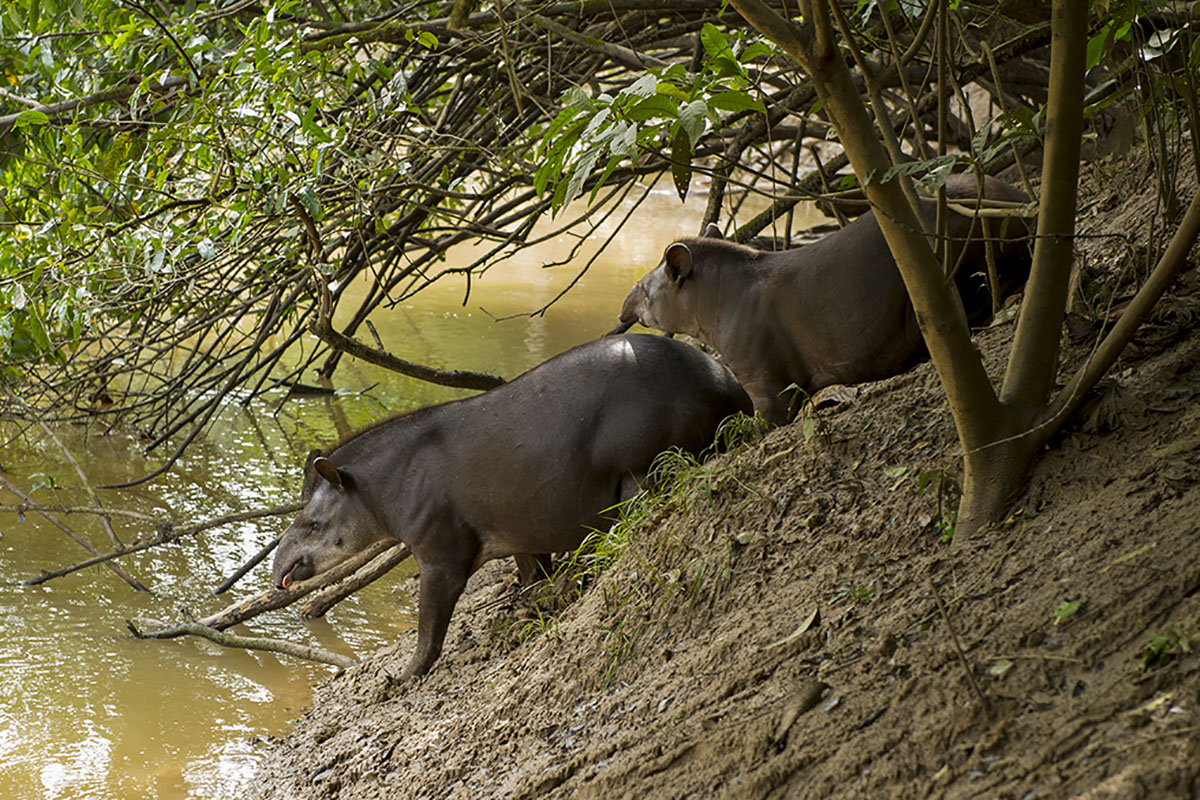 <p><strong>Tapir</strong> Yasuní, Ecuador</p>