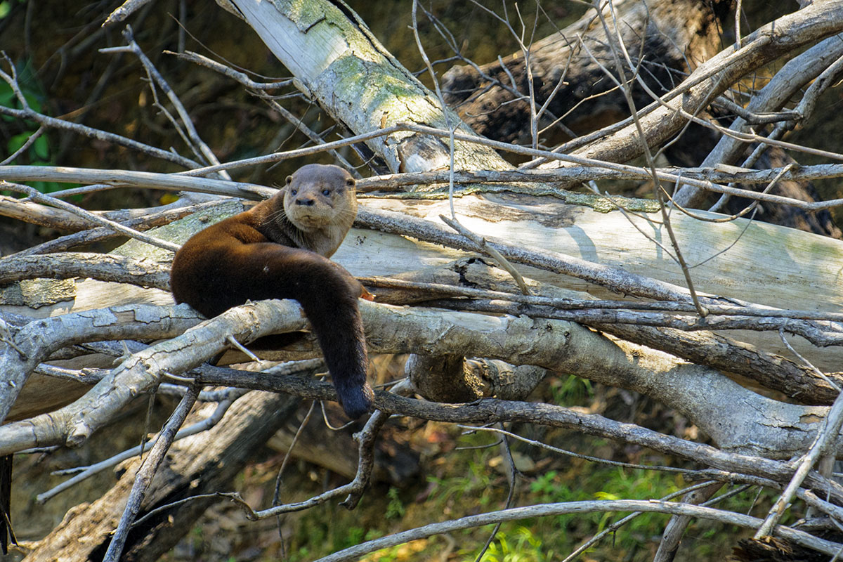 <p><strong>Vydra neotropická</strong> Pantanal, Brazílie</p>