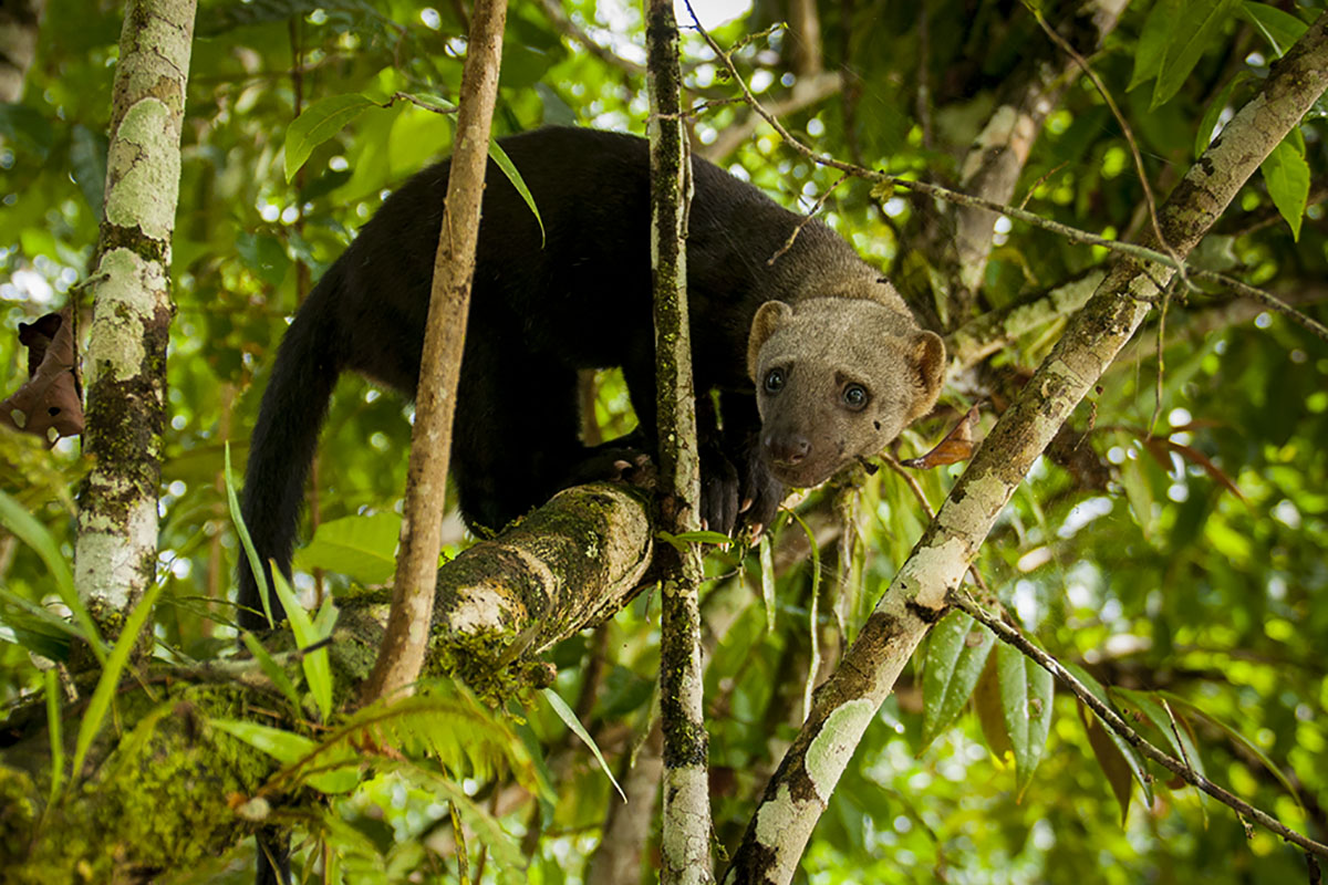 <p><strong>Tayra</strong> Yasuní, Ecuador (c)</p>