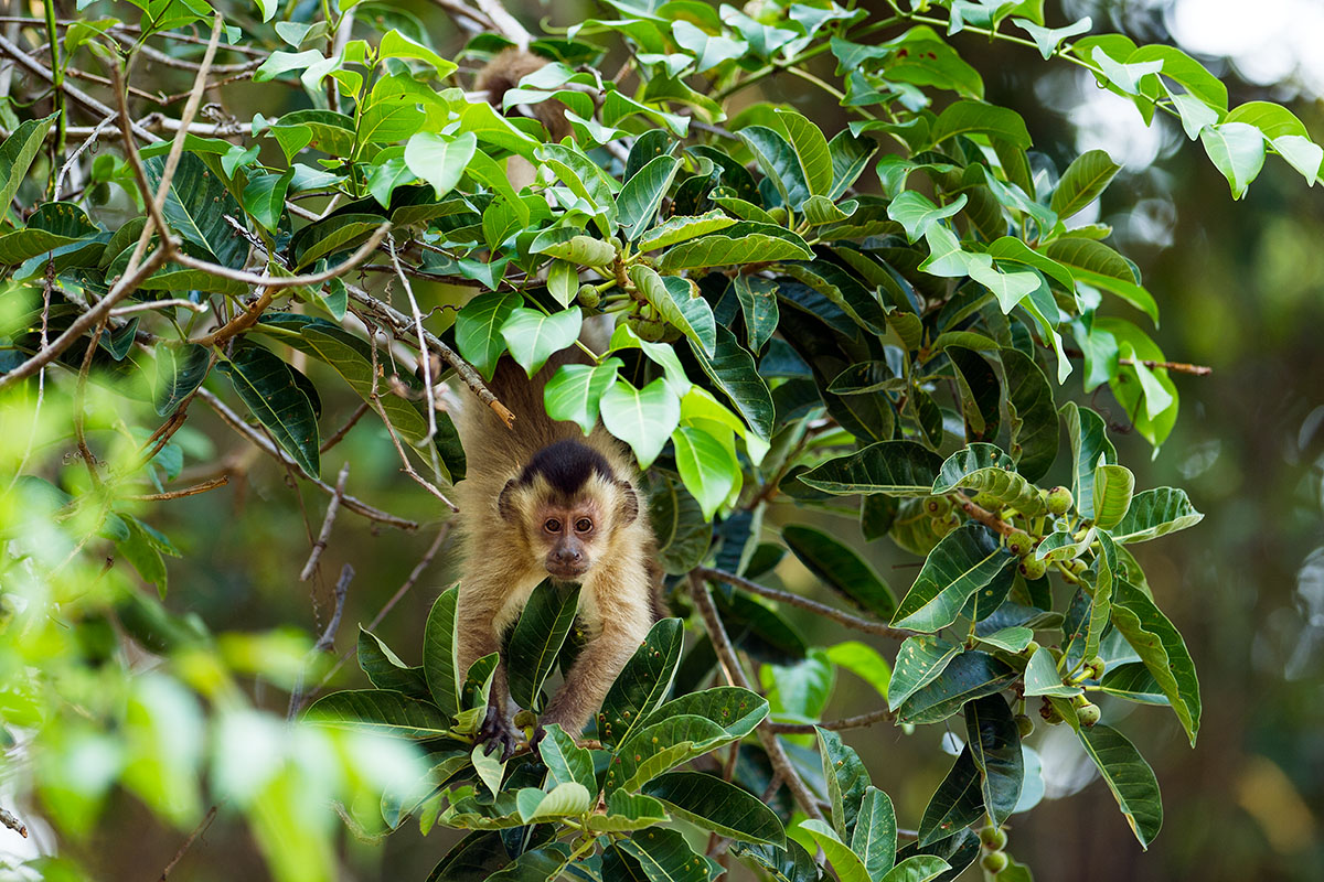 <p><strong>Guaian brown capuchin</strong> Pantanal, Brazil</p>