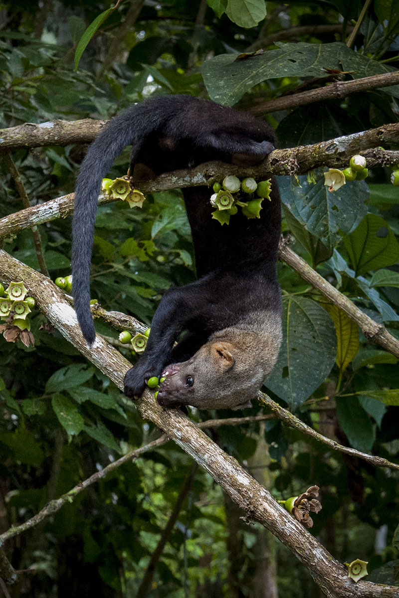 <p><strong>Tayra</strong> Yasuní, Ekvádor (c)</p>