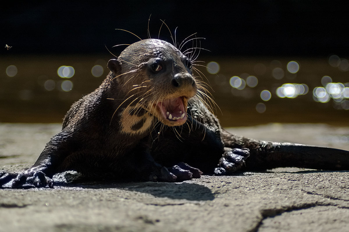 <p><strong>Giant otter cub</strong> Orinoco, Venezuela</p>