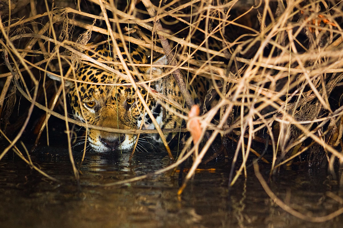 <p><strong>Jaguár</strong> Pantanal, Brazílie</p>