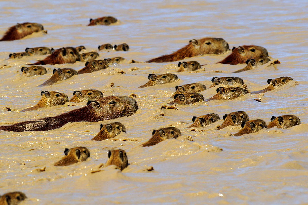 <p><strong>Capybaras</strong> Llanos, Venezuela</p>