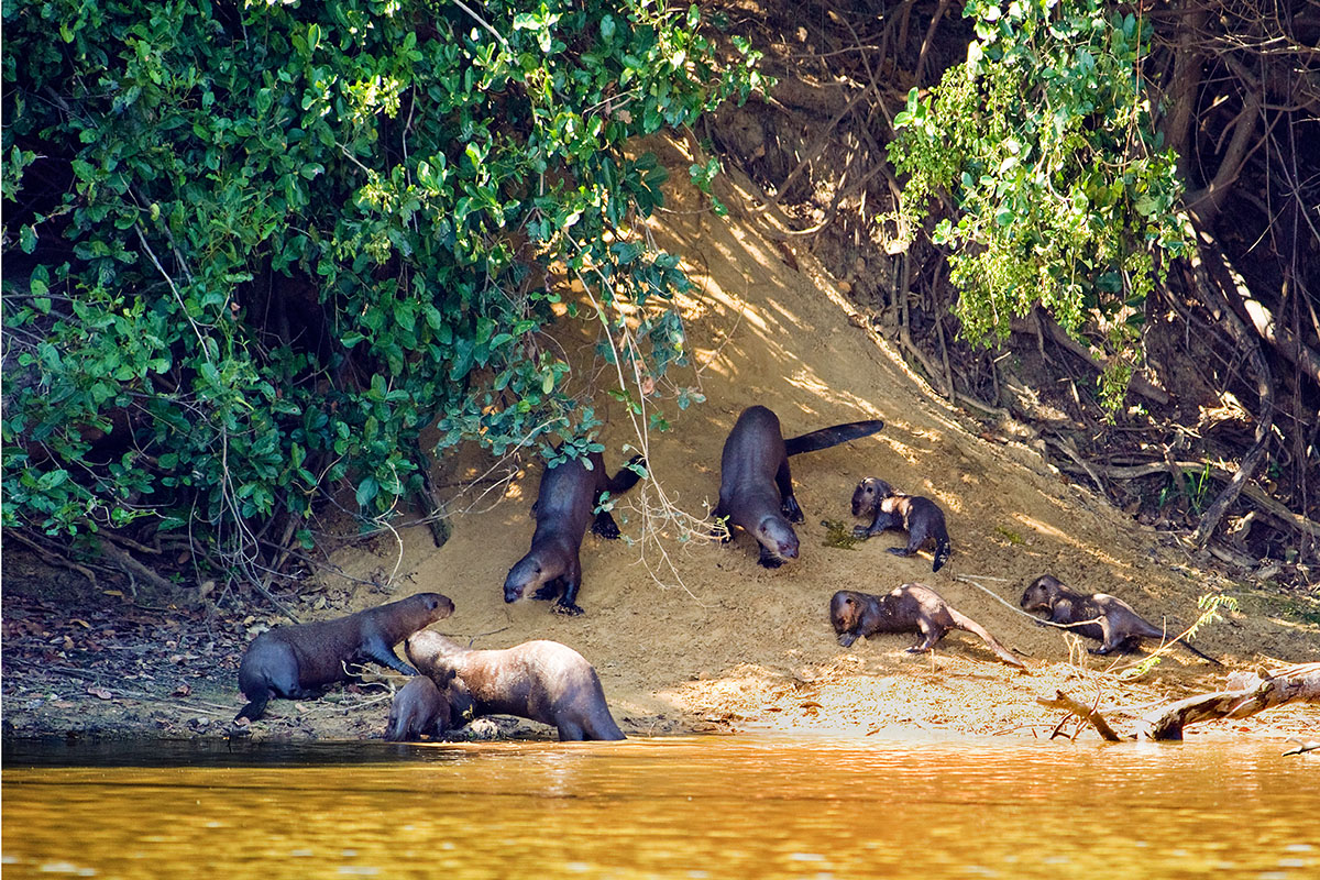 Rodina vyder obrovských, Pantanal,Brazílie