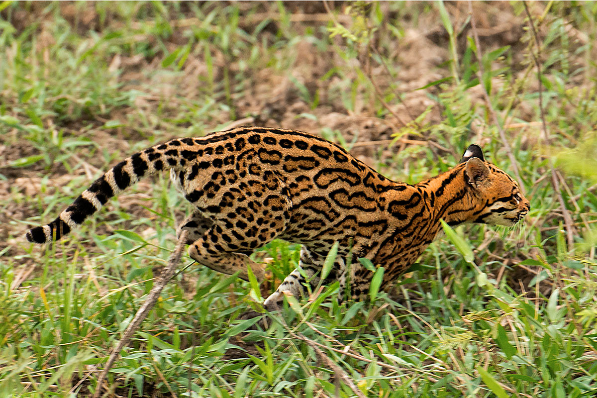 <p><strong>Ocelot</strong> Pantanal, Brazílie</p>