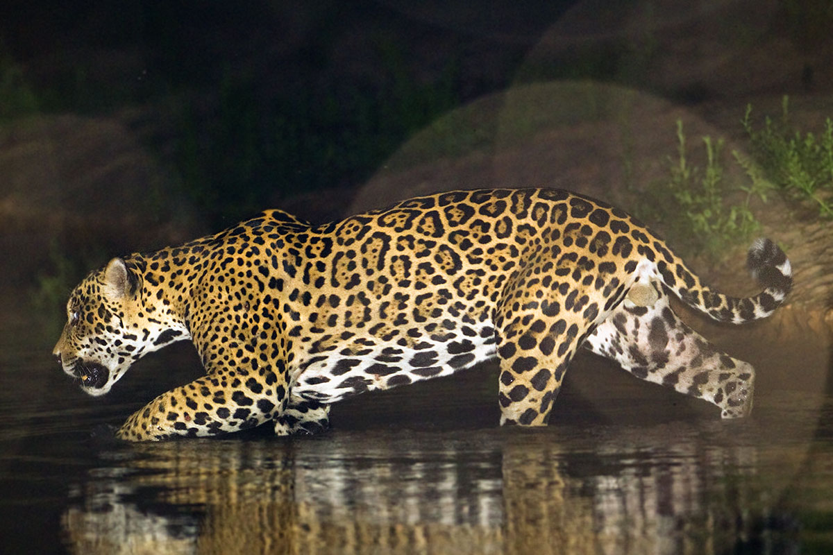 <p><strong>Jaguár</strong> Pantanal, Brazílie</p>