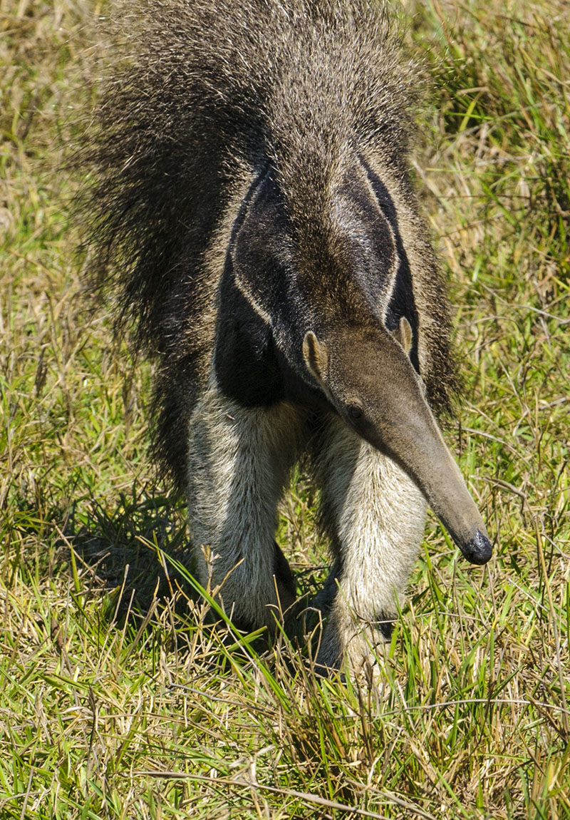 <p><strong>Giant anteater</strong> Llanos, Venezuela</p>
