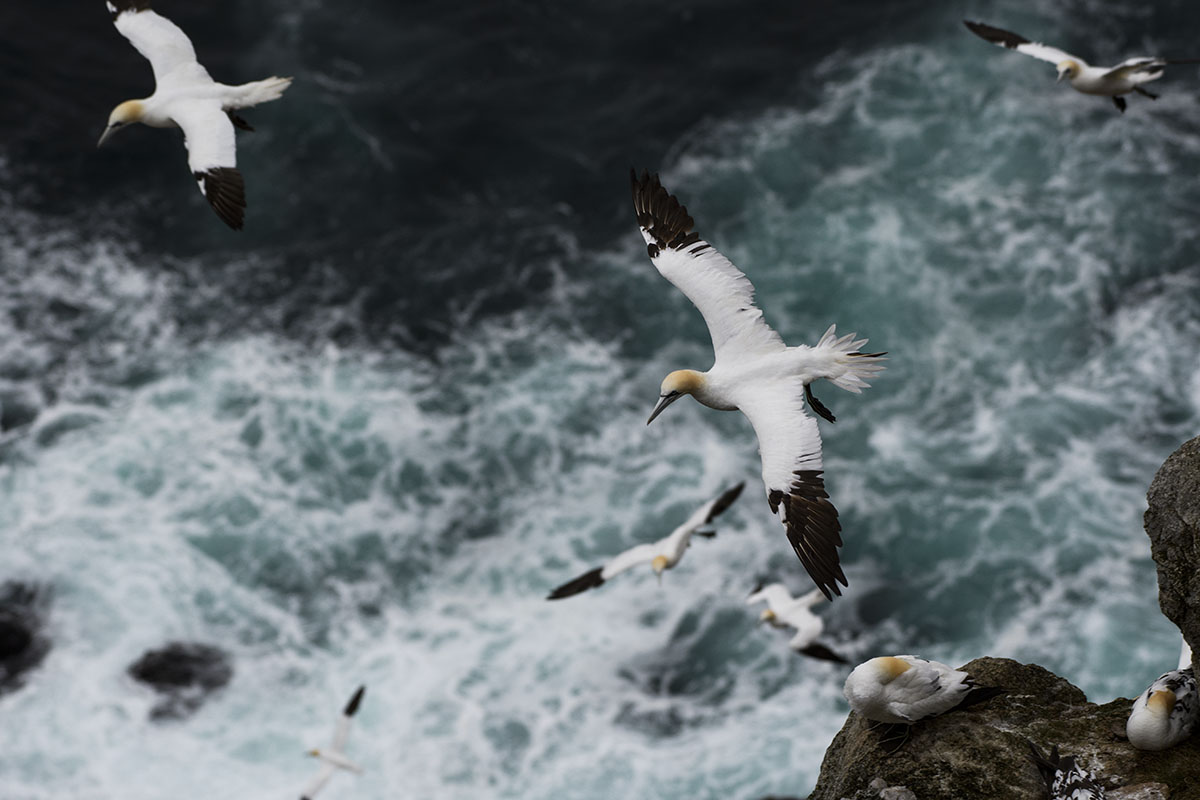 <p>Northern gannet (Sula basana), Hermaness</p>