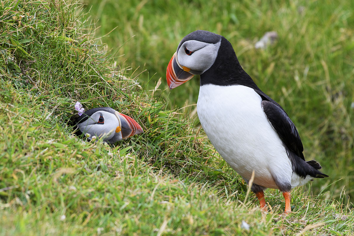 <p>Papuchalk bělobradý (Fratecula arctica), Hermaness</p>