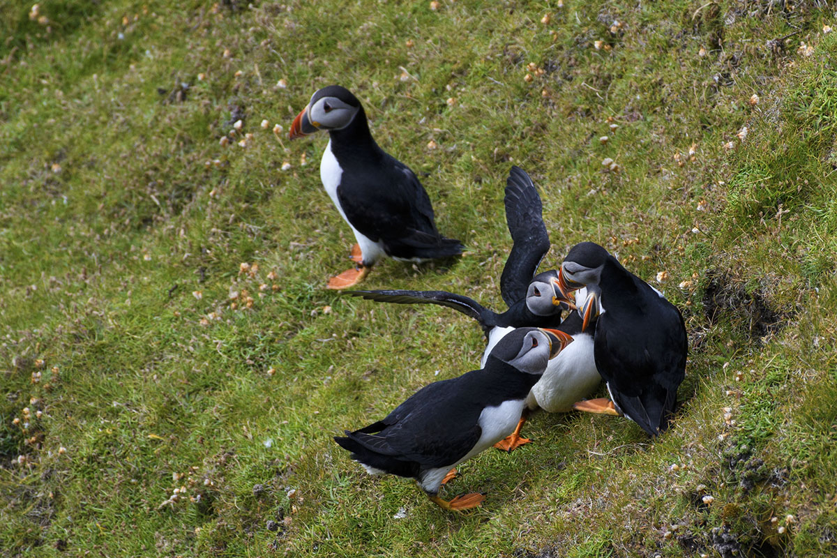 <p>Papuchalk bělobradý (Fratecula arctica), Hermaness</p>