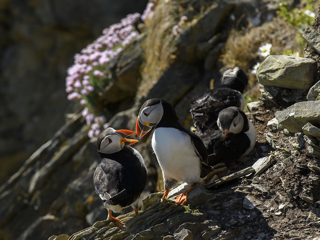 <p>Papuchalk bělobradý (Fratercula arctica), Sumburgh</p>