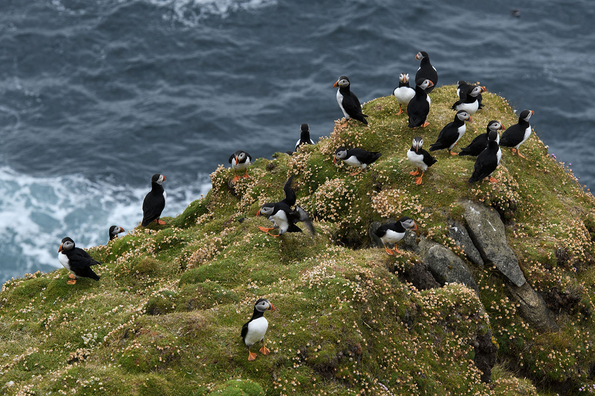 <p>Atlantic puffin (Fratercula arctica), Hermanness</p>